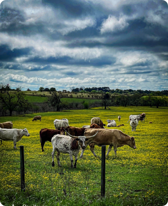 A herd of cattle grazing in an open field.